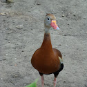 Black-Bellied Whistling Duck