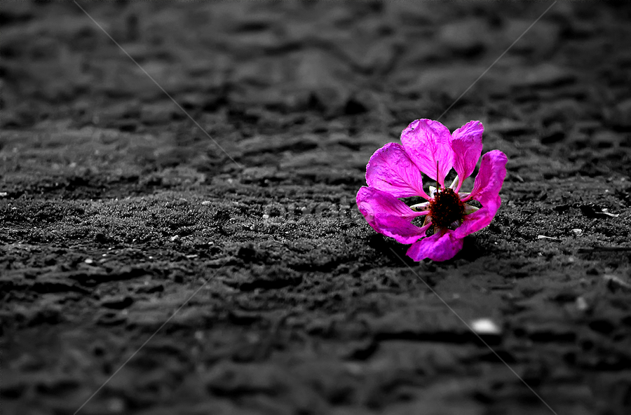 Flower in Black Background | Single Flower | Flowers | Pixoto