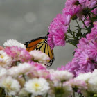 Mums and butterfly