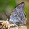 One-spotted Prepona  Butterfly