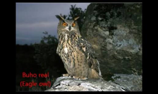 How to install Bird Sounds - Free songs 1.0.0 apk for pc