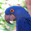 Hyacinth macaw