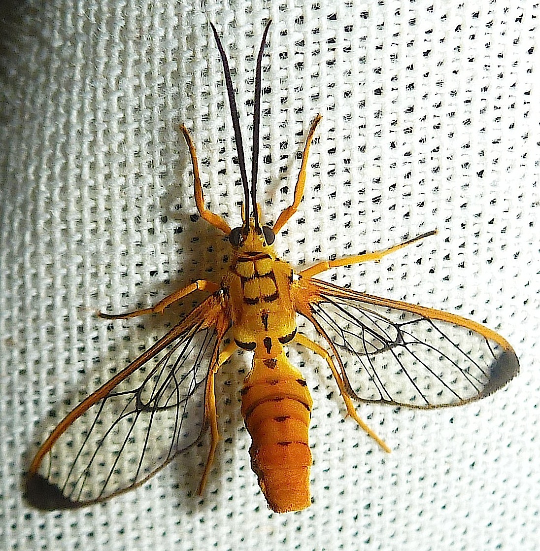 Wasp Mimicking Moth