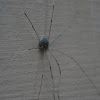 Daddy Long-Leg Spider
