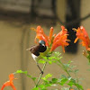 Purple-rumped Sunbird (Male)