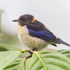 Golden-collared Honeycreeper