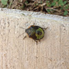 Green Stink Bug (nymph)