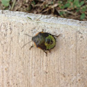 Green Stink Bug (nymph)