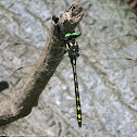 Arrowhead Spiketail dragonfly (male)