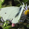 Butterfly/cabbage white