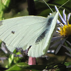 Butterfly/cabbage white