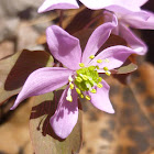 Rue Anemone