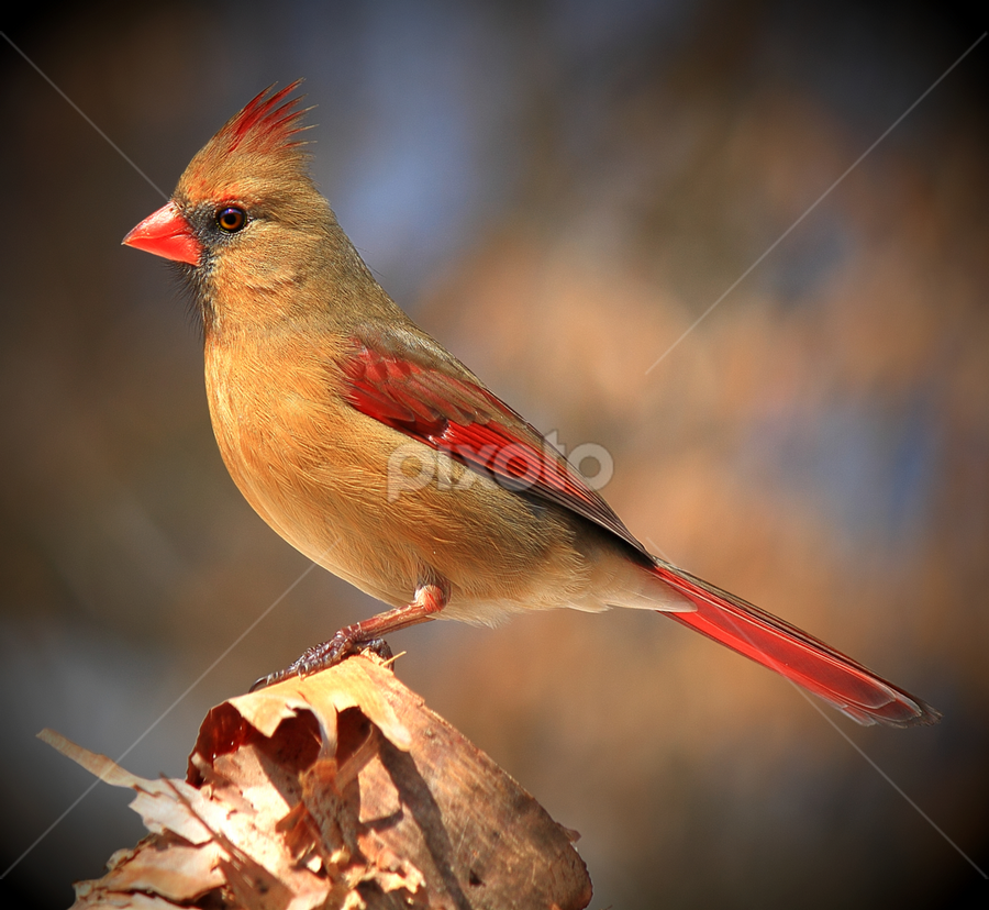 Female Kentucky Cardinal  by Paul Mays - Animals Birds