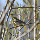 Meadow Pipit