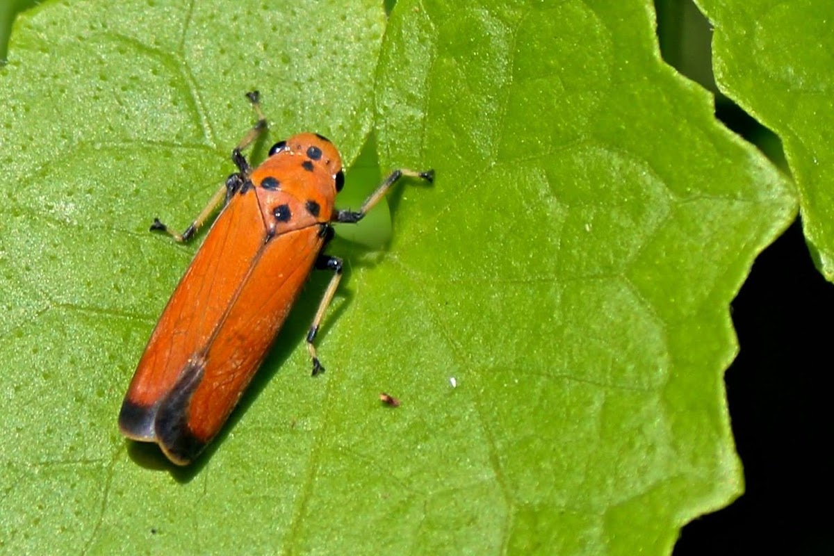 orange leafhopper