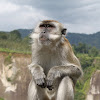 Long tailed macaque/Crab-eating macaque
