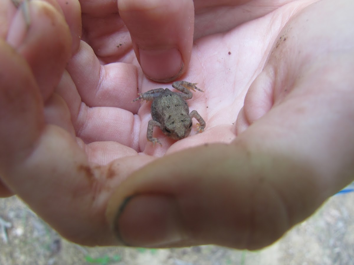 Fowler's Toad (baby)