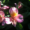 Peruvian Lily