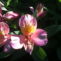 Peruvian Lily