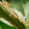 Oleander Aphid