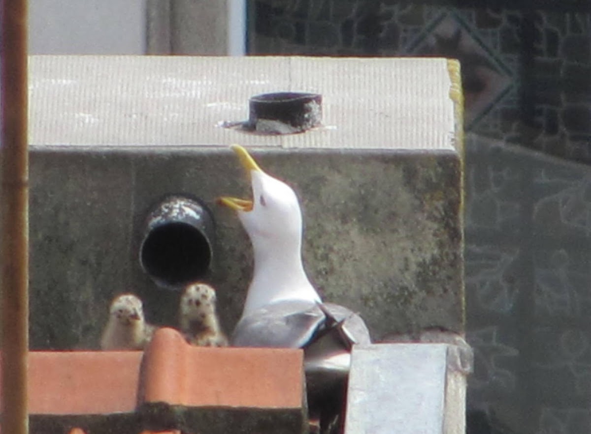 European Herring Gull,Gaivota argêntea