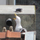 European Herring Gull,Gaivota argêntea