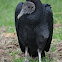 American Black Vulture  