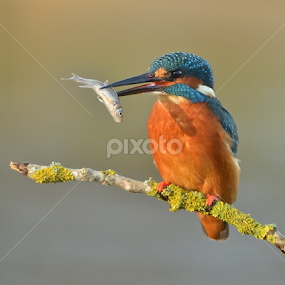 Kingfisher  by Keith Bannister - Animals Birds