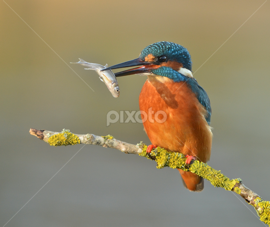 Kingfisher  by Keith Bannister - Animals Birds