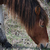 Chincoteague Pony