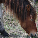 Chincoteague Pony