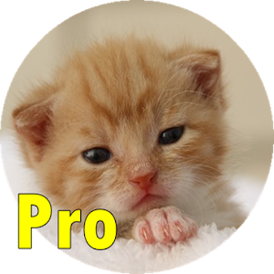 Call Cat logo