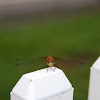 Four Spotted Skimmer Dragon Fly