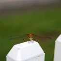 Four Spotted Skimmer Dragon Fly