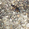Seven Spot Lady Bug Larva