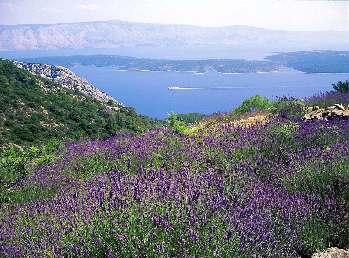 Hvar-Croatia-wildflowers - Plan a day hike to explore the Croatian island of Hvar on your next Royal Caribbean cruise.