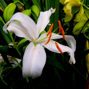 Flower of Peace by Suvajit Malik - Flowers Flowers in the Wild