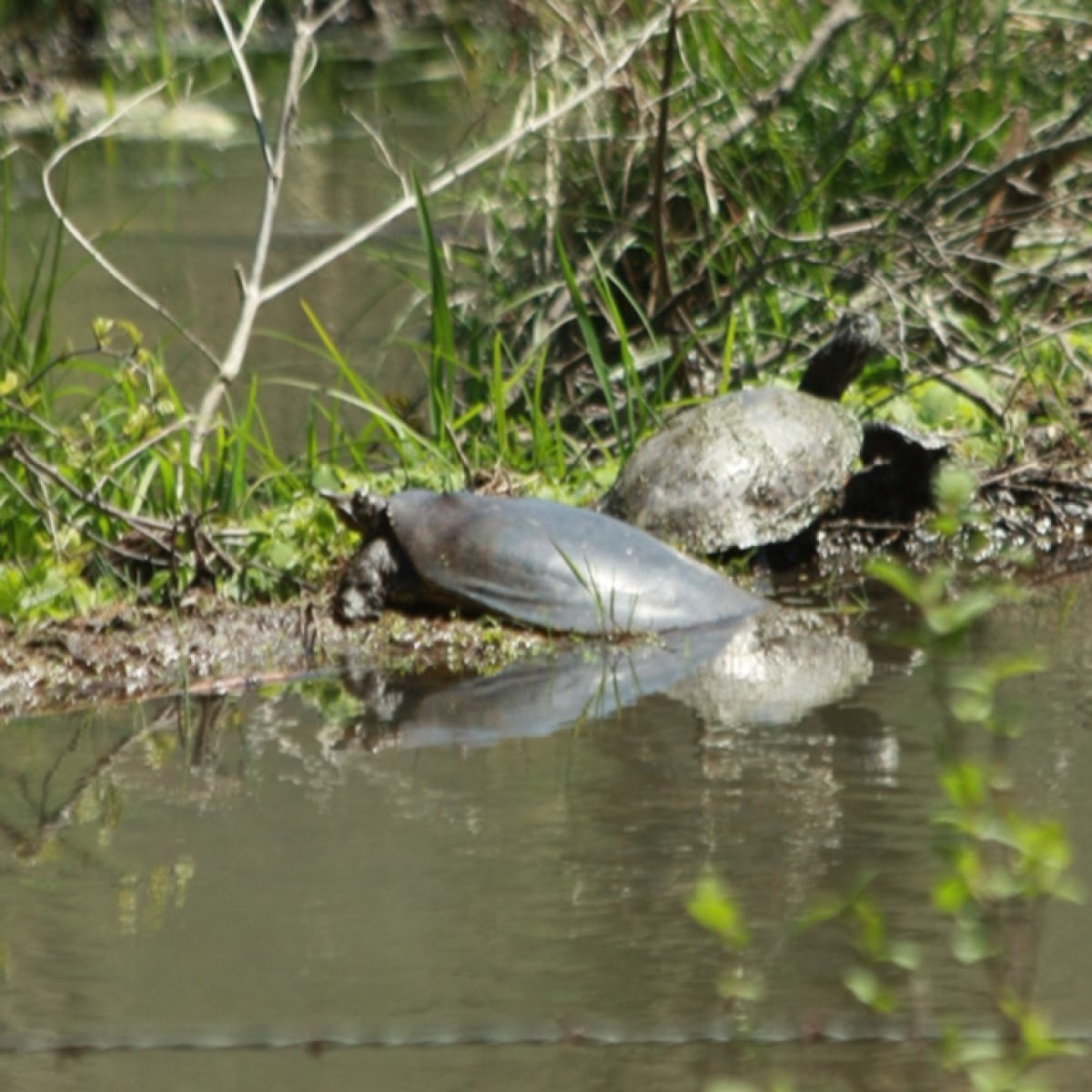 Midland Soft Shell Turtle
