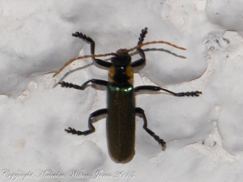 Jewel Soldier Beetle