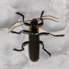 Jewel Soldier Beetle