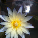 Blue Water Lily