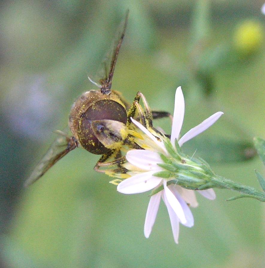 Syrphid Fly (female)