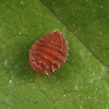 Oxalis Seed