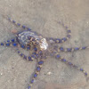 Southern Blue-ringed Octopus