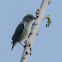 Pygmy Flowerpecker