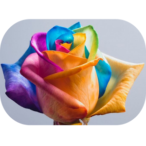 Домашние цветы.apk 1.0