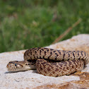 Bullsnake