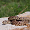 Bullsnake