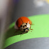 Zero spotted ladybug