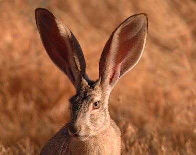 Free Cute Animals APK for Android